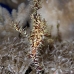 pipefish_ghost_ornate_dae_ni_v_0910_egy1054.jpg